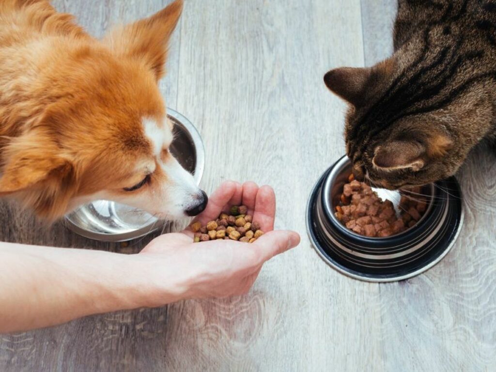 Besoins nutritionnels spécifiques des chiens et chats