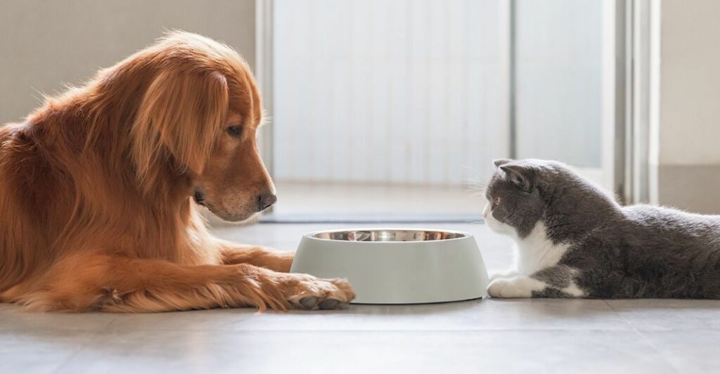 Dangers des restes de table aliments non-adaptés